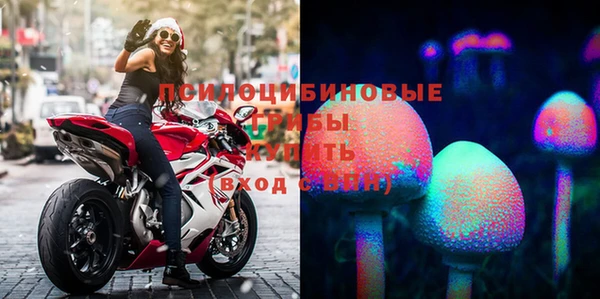 индика Гатчина